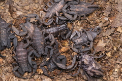 Scorpiops shidian