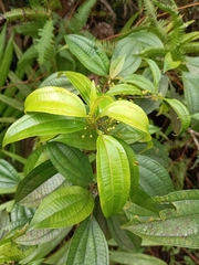 Miconia borinquensis