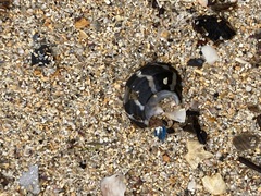 Austrocochlea porcata