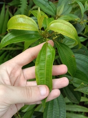 Miconia borinquensis