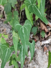 Dioscorea zingiberensis