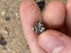 Bembicium auratum