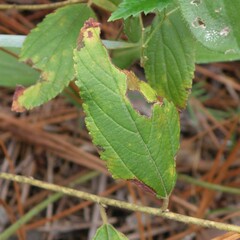 Ceanothus americanus