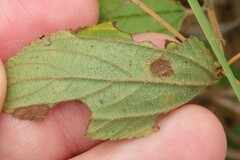 Ceanothus americanus