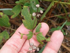 Ceanothus americanus