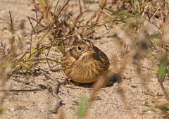 Calcarius pictus