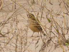 Calcarius pictus