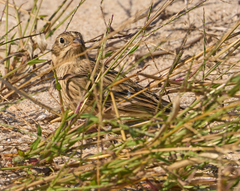 Calcarius pictus