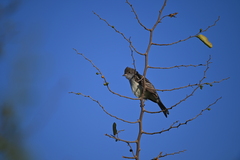 Elaenia flavogaster