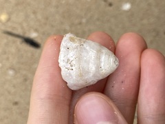 Astralium tentoriiforme