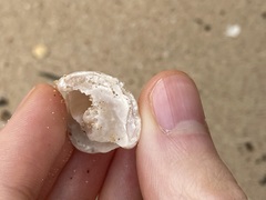 Astralium tentoriiforme