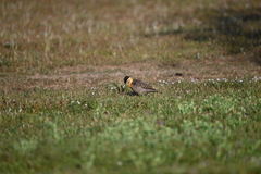 Colaptes campestris campestroides