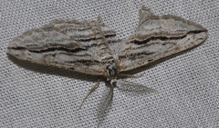 Ecleora solieraria