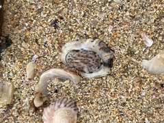 Patelloida latistrigata