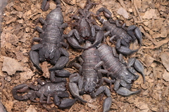 Scorpiops puerensis