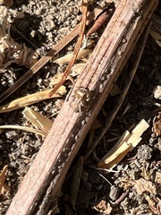 Habronattus pyrrithrix