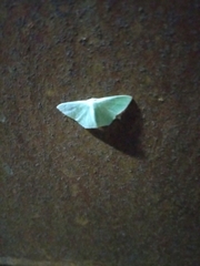 Geometrinae