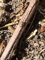 Habronattus pyrrithrix