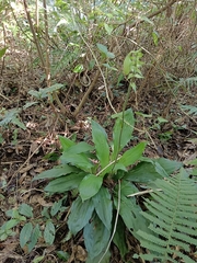 Calanthe triplicata