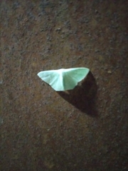 Geometrinae