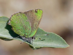 Callophrys