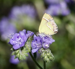 Chlorostrymon simaethis