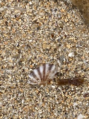 Siphonaria denticulata