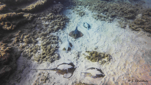 Marbled Stingray