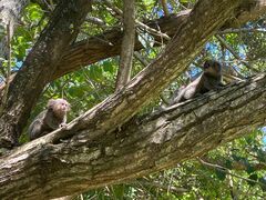 Callithrix jacchus × penicillata