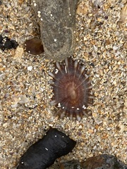 Siphonaria denticulata