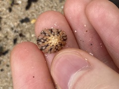 Cellana tramoserica