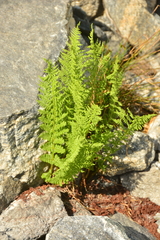 Athyrium americanum