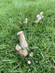 Macrocybe