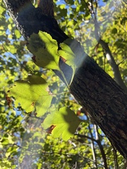 Crataegus pulcherrima
