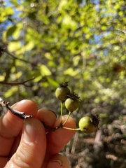 Crataegus pulcherrima