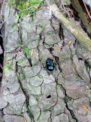 Geotrupes balyi
