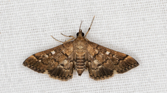 Nacoleia