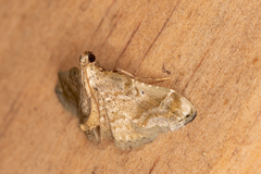 Scenedra decoratalis