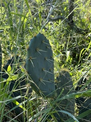 Opuntia alta