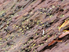 Chlorosplenium