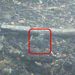 Hypsipetes amaurotis