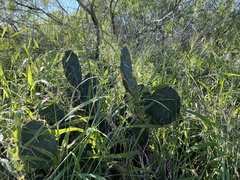 Opuntia alta
