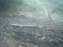Hypsipetes amaurotis