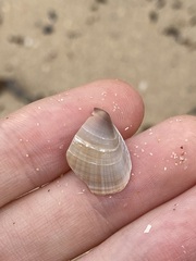 Mactra pusilla