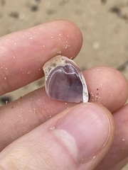 Mactra pusilla
