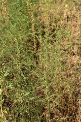 Salsola collina