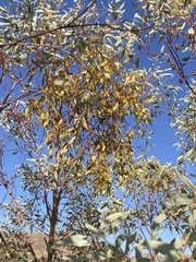Amyema miquelii
