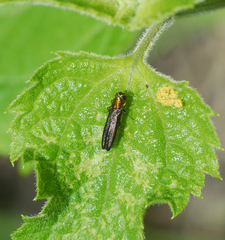 Agrilini