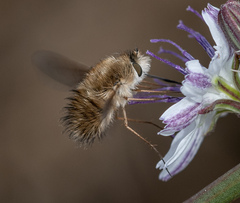 Bombyliini