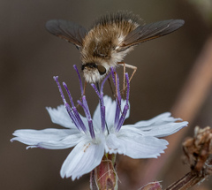 Bombyliini